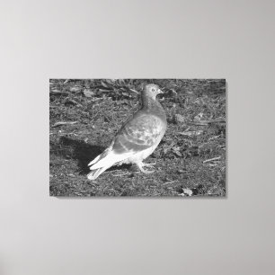 Pigeon at Roath Park Lake Cardiff (BW) Canvas Print