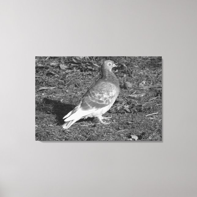 Pigeon at Roath Park Lake Cardiff (BW) Canvas Print (Front)
