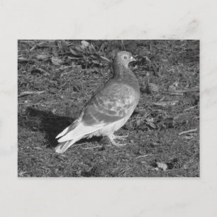 Pigeon at Roath Park Lake Cardiff (BW) Postcard
