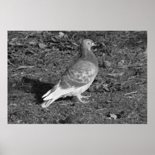 Pigeon at Roath Park Lake Cardiff (BW) Poster