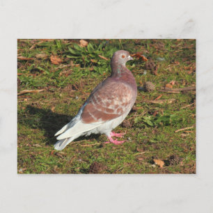 Pigeon at Roath Park Lake Cardiff Postcard