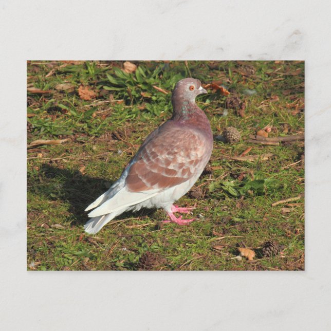 Pigeon at Roath Park Lake Cardiff Postcard (Front)