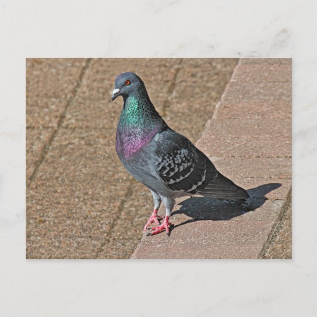Pigeon, At Roath Park Lake, Cardiff, Wales Postcar Postcard (Front)