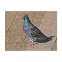 Pigeon, At Roath Park Lake, Cardiff, Wales Postcar