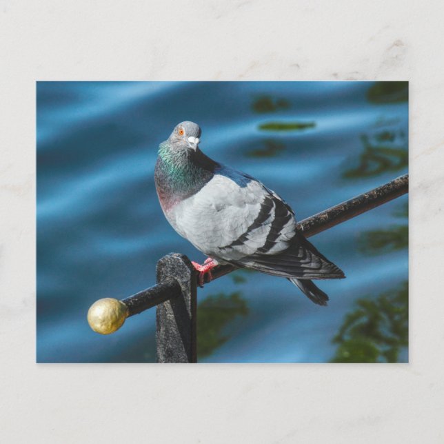 Pigeon, At Roath Park Lake, Cardiff, Wales Postcard (Front)