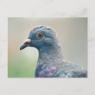 Pigeon at the Window Postcard
