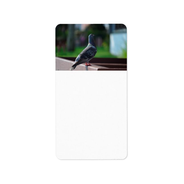 pigeon bird feather animal creature label (Front)