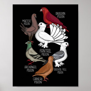 Pigeon Breeds King Pigeon Lover Men Pigeons Poster