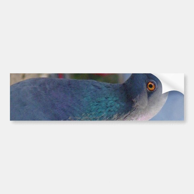 Pigeon Bumper Sticker (Front)