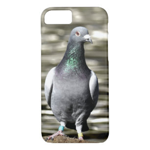 Pigeon iPhone 8/7 Case
