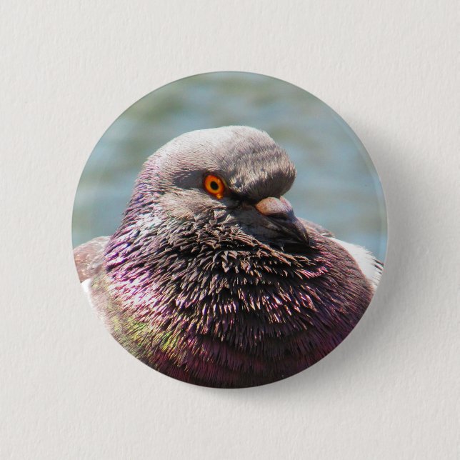 Pigeon Close Up 6 Cm Round Badge (Front)