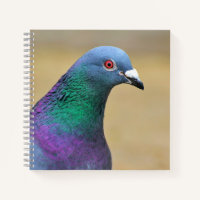 pigeon Colourful Dove Bird Feather Photography