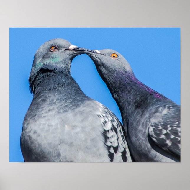 Pigeon Couple Kissing Poster (Front)