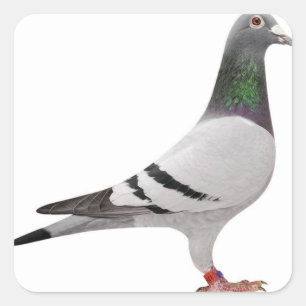 pigeon design square sticker