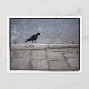 Pigeon Graffiti Postcard