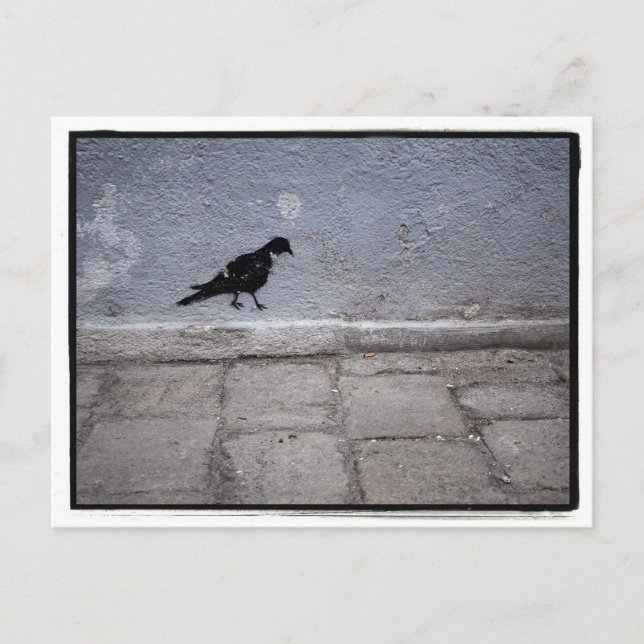 Pigeon Graffiti Postcard (Front)