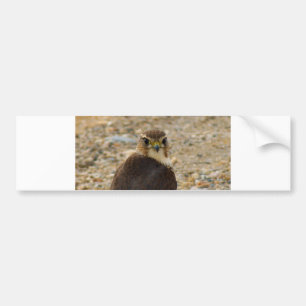 Pigeon Hawk Bumper Sticker