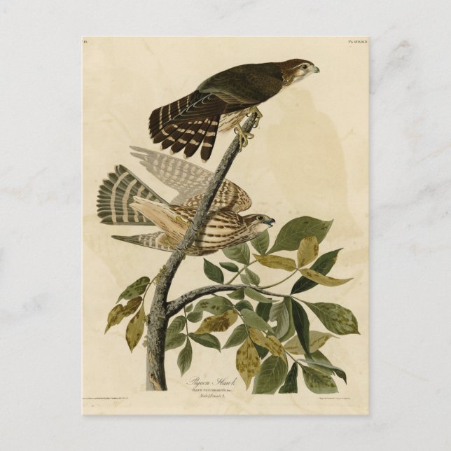 Pigeon Hawk (Merlin) - Audubon's Birds of America Postcard (Front)