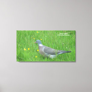 Pigeon image for Canvas Prints