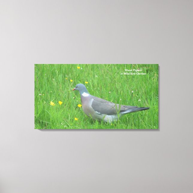 Pigeon image for Canvas Prints (Front)