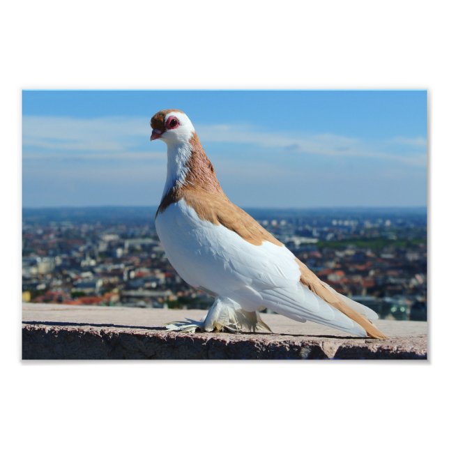 Pigeon in Budapest Photo Print (Front)