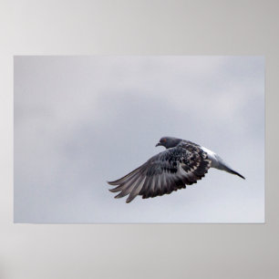 Pigeon in Flight Poster