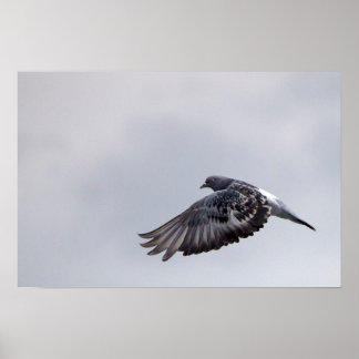 Pigeon in Flight Poster