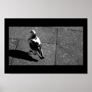 Pigeon in Venice Poster