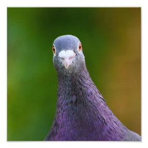 Pigeon Looking Inquisitive  Photo Print