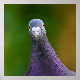 Pigeon Looking Inquisitive  Poster