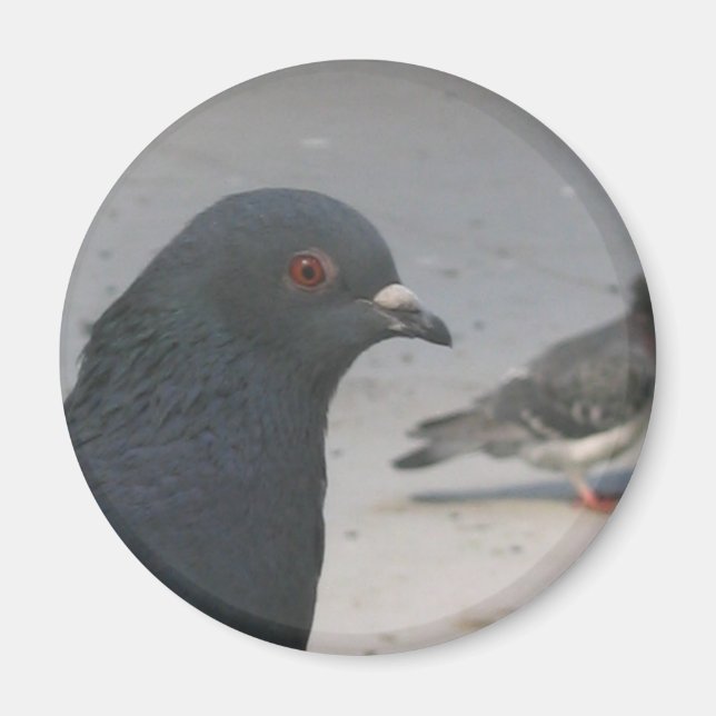 Pigeon Magnet (Front)