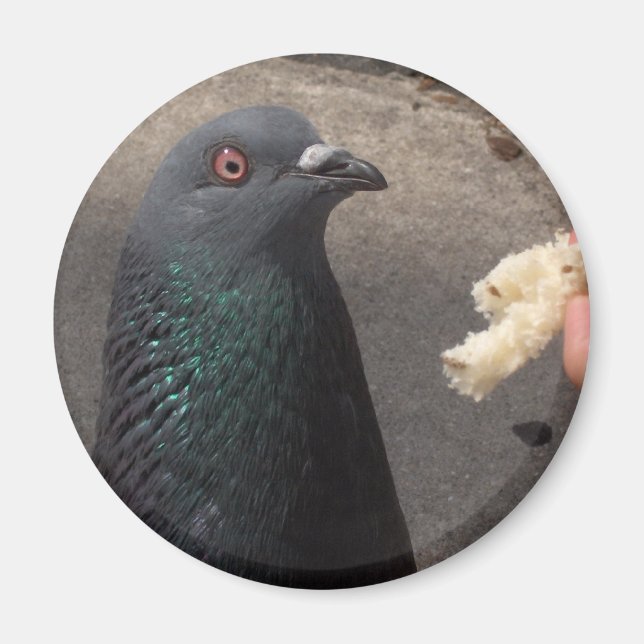 pigeon magnet (Front)