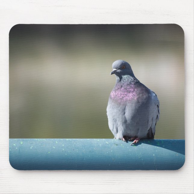 Pigeon Mouse Mat (Front)