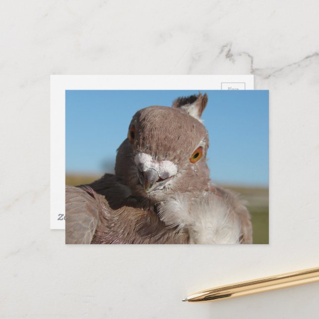 Pigeon named Mr. Pigeon Postcard (Front/Back In Situ)