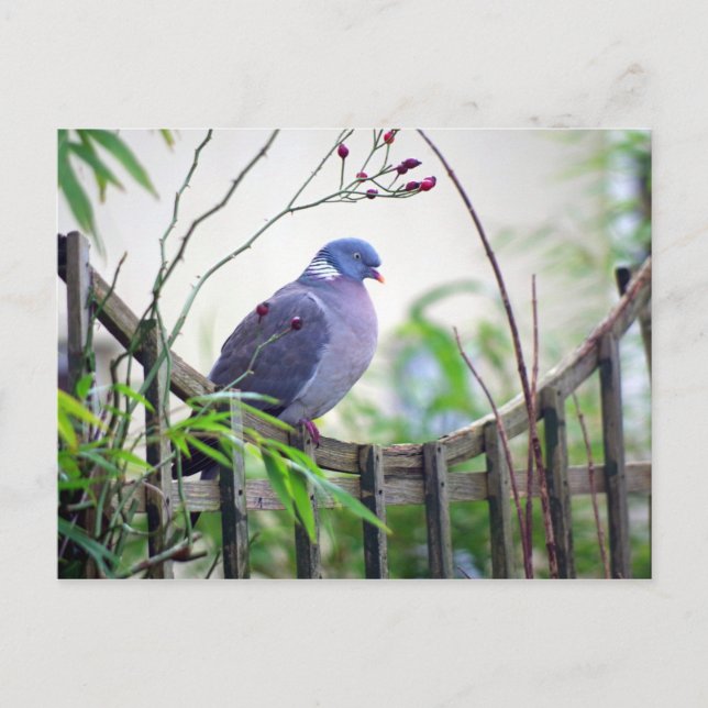 pigeon on the fence Card (Front)