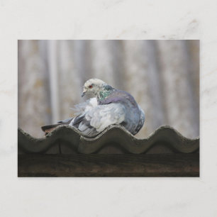 Pigeon on the roof. postcard