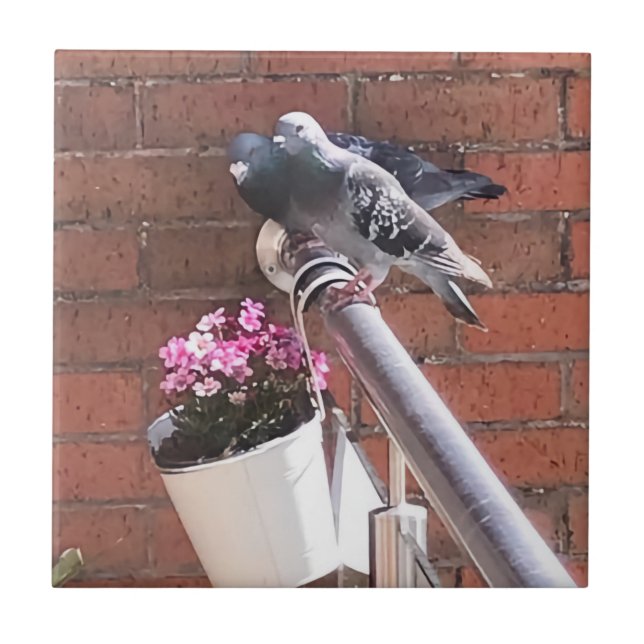 Pigeon Pair and Red Saxifrage Flowers   Tile (Front)