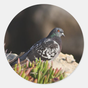 Pigeon perched on a cliff ledge classic round sticker