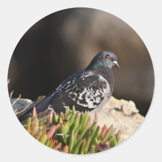 Pigeon perched on a cliff ledge classic round sticker