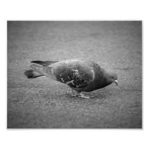 Pigeon Photo Print