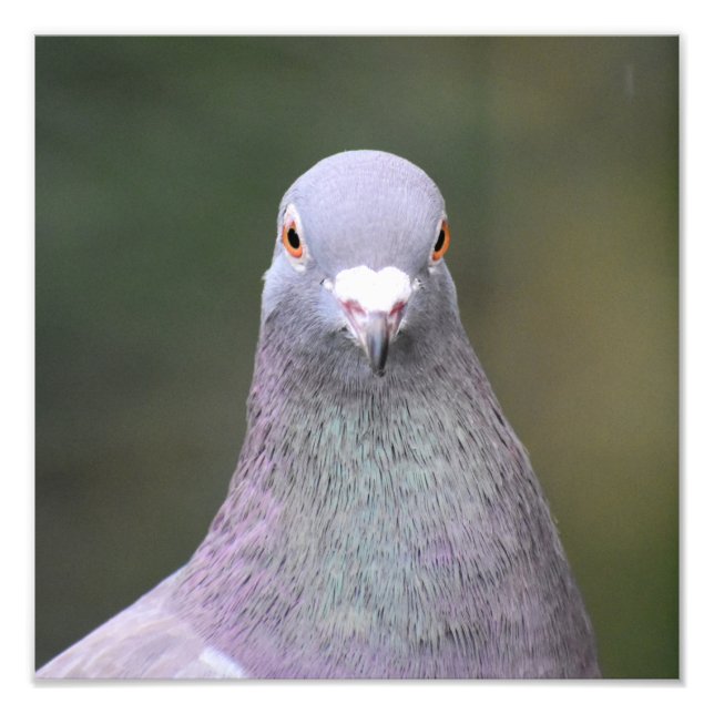 Pigeon  photo print (Front)
