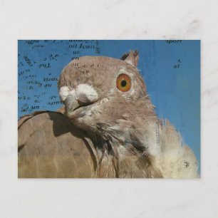 Pigeon Poetry Postcard