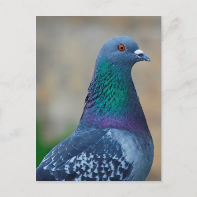 Pigeon Postcard (Front)