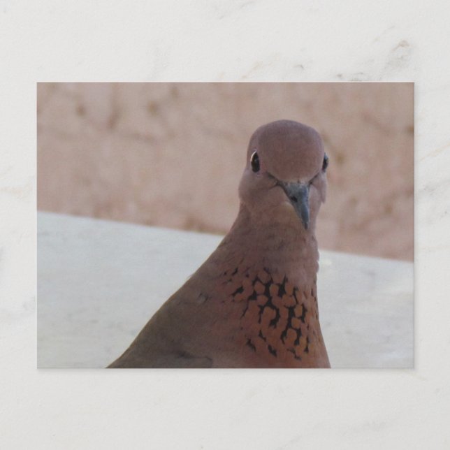 Pigeon postcard, customise postcard (Front)