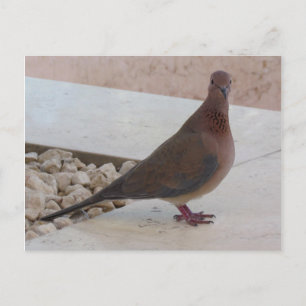 Pigeon postcard, customise postcard