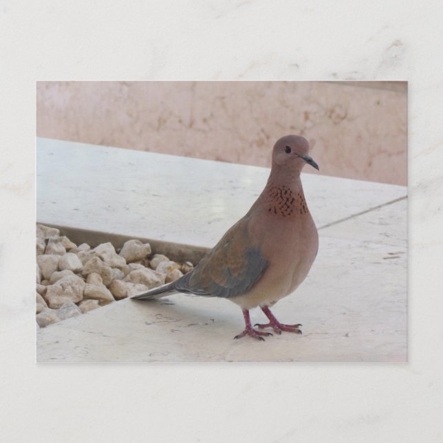 Pigeon postcard, customise postcard (Front)