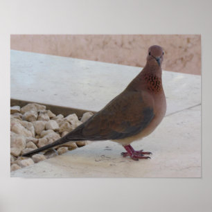 Pigeon poster, customisable poster