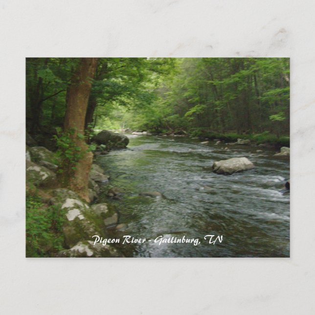 Pigeon River - Gatlinburg, TN Postcard (Front)