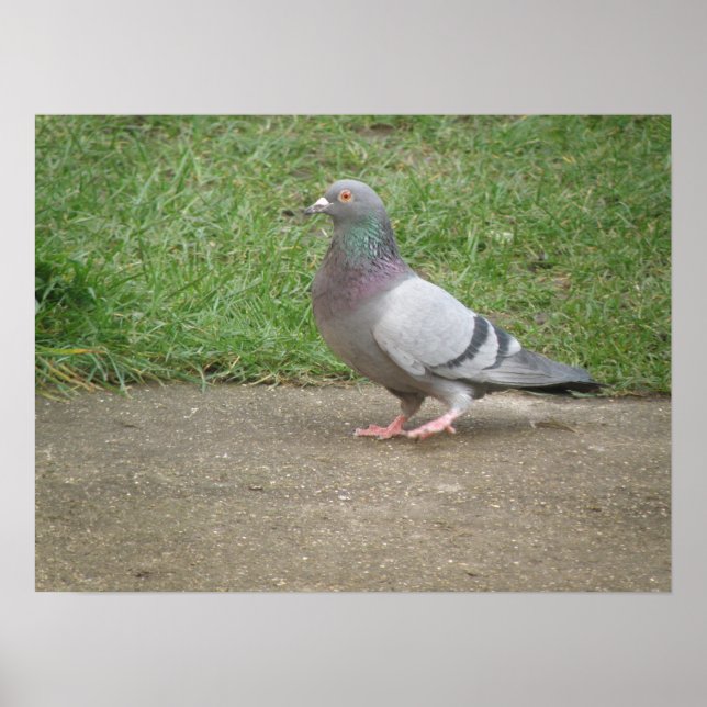 Pigeon Toed Poster (Front)