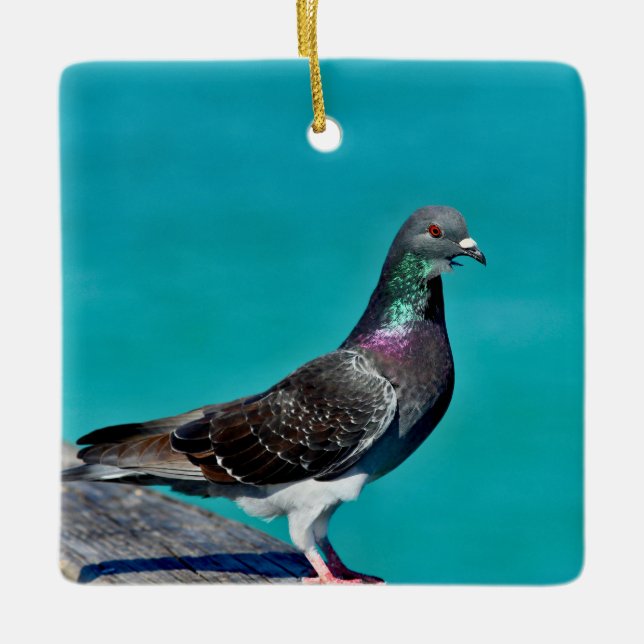 Pigeon With A View Ceramic Ornament (Front)
